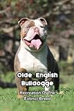 Olde English Bulldogge: Recreation Of The Extinct Breed