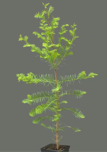 Seedeo Sumpfzypresse Taxodium distichum Pflanze 2,5 Jahre alt