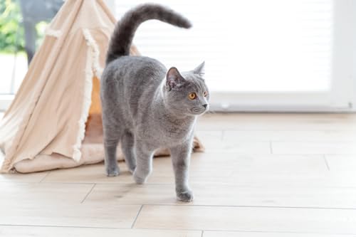 Trixie rutschfestes Tipi für Hunde und Katzen im angesagten Boho-Design Tipi Boho, 55 × 65 × 55 cm, BEIGE - mit integriertem, waschmaschinengeeignetem Wendekissen - 38211