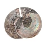 Einzigartiges design: dieses stück mit einer natürlichen gespaltenen muschelscheibe besticht durch unverwechselbare ammolitmuster, die optisch atemberaubend sind, bernstein-grabset, ammonitenmodell