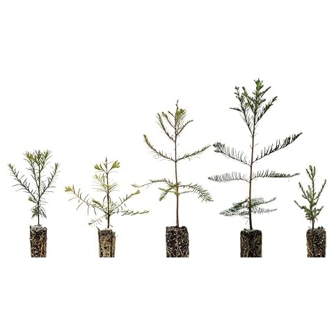 Redwoods of The World | Collection of 5 Tree Seedlings | The Jonsteen Company Cover