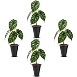 Alocasia Dragon Scale (4 Pack) Live Plant, Rare Indoor Alocasia, Elephant Ear Tropical Houseplant, Textured Foliage Plant, Starter Size Alocasia Plant,Houseplant for Home Decor and Indoor Growing