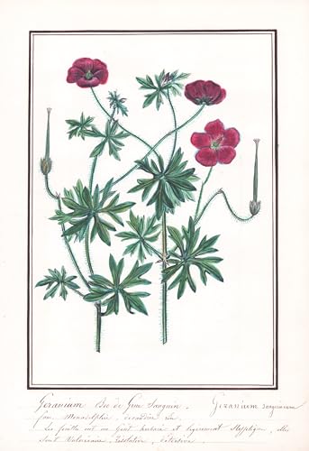 Geranium Bec de Grue sanguin - Geranium sanguineum - Blut-Storchschnabel cranesbill / Botanik botany / Blume flower / Pflanze plant