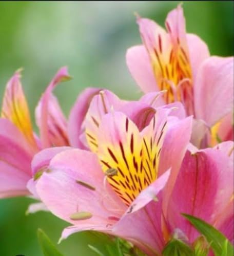 イエローアルストロメリアのグラスブーケ（花瓶付き）