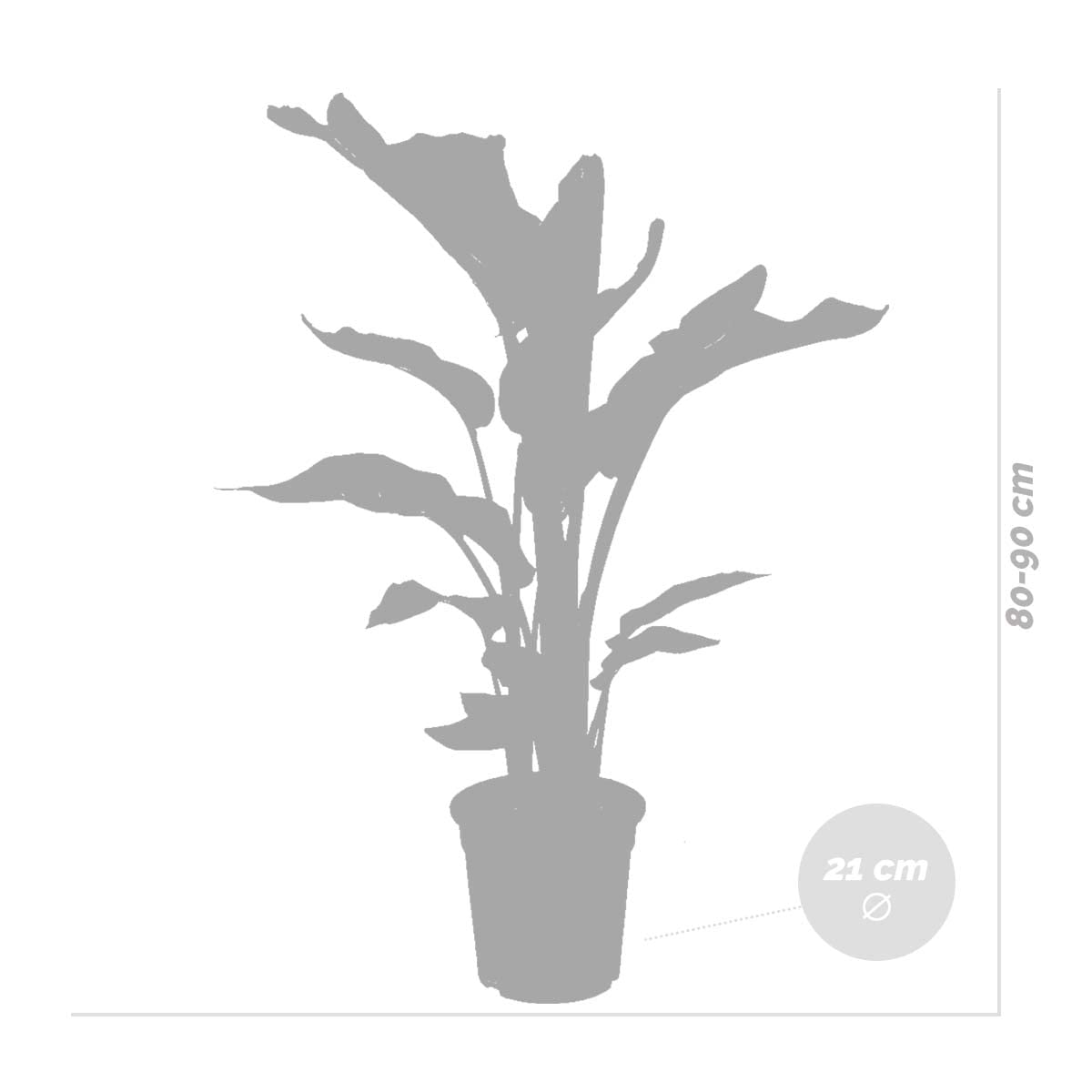 Bloomique - Strelitzia Nicolai - Strelitzie Pflanze - Paradiesvogel Pflanze  - Paradiesvogelblume - Zimmerpflanzen Gro - Grnpflanzen Luftreinigend -  Hhe 70-80 cm - Topf 17 cm : Amazon.de: Garten