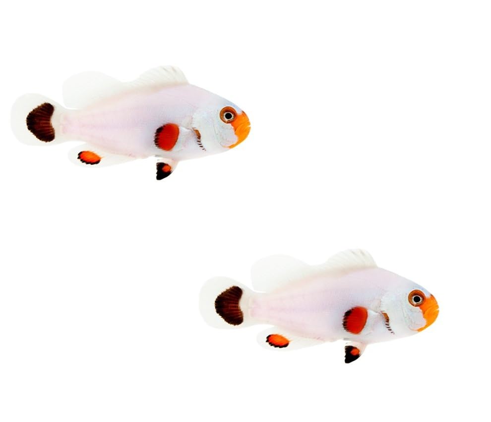 2-Pack Wyoming White Clownfish