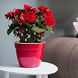 DECOPOTS - 7.9 Inch Self Watering Planter - Modern Flower Pot with Water Level Indicator for All Hou