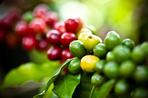 Guatemala Shb Huehuetenango Huixoc Coffee Beans Rainforest Alliance Certified (Medium Roast (Full City +), 5 Pounds Whole Beans) #TOP2