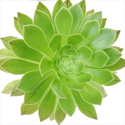 Amazon Irzアエオニウム サンシモン カナリエンシス 多肉植物 9cmポット 観葉植物 オンライン通販 Amazon Irzアエオニウム サンシモン カナリエンシス 多肉植物 9cmポット 観葉植物 オンライン通販