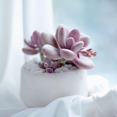 Live Succulent 2 inch Moonstones Pachyphytum - Succulents Plants Live - Live, Healthy Succulents - Unique Succulent Gift Ideas - Easy to Care Succulents for Beginners Live Succulent 2 inch Moonstones Pachyphytum - Succulents Plants Live - Live, Healthy Succulents - Unique Succulent Gift Ideas - Easy to Care Succulents for Beginners