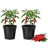2 Cayenne Pepper Plants, 4-8" Tall in 2.5" Pot Live Pepper Plants, Fast Growing, Low Maintenance Chili Pepper for Backyard Kitchen Garden