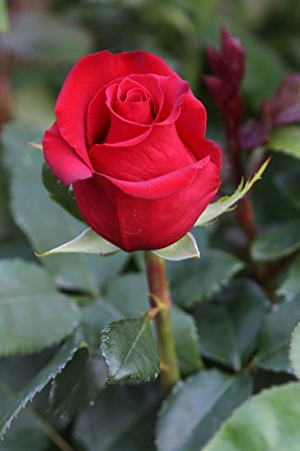 One Dozen (12) Valentines Day Farm Fresh Red Roses Bouquet By Justfreshroses | Long Stem Fresh Red Rose Delivery | Buy One Get One Free #TOP2