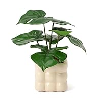 Francfranc 植物モンステラのインテリアアート Amazon｜Francfranc フランフラン ポット付きアートグリーン