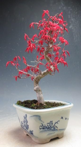 小品盆栽　美しい赤色の出猩猩モミジ盆栽 出猩々 #出猩々もみじ #盆栽 #小品盆栽 #ミニ盆栽