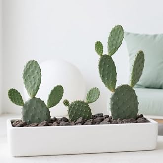 GasSaf 10 Pounds Black Lava Rocks for Fire Pit, Gas Fireplace, Gas Fire Tables, Gas Log Set, Fire Bowls, Decorative Landscaping Rocks for Indoor and Outdoor (1.2-2 Inch)