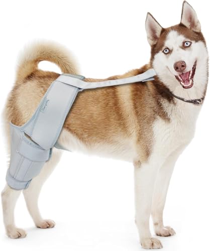 Image of Dog Knee Brace for Torn ACL & Hind Leg Support - Adjustable Dog Hip & Leg Brace for Cruciate Ligament, Arthritis Relief, Joint Stability & Injury Recovery, Color: Grey, Size: M