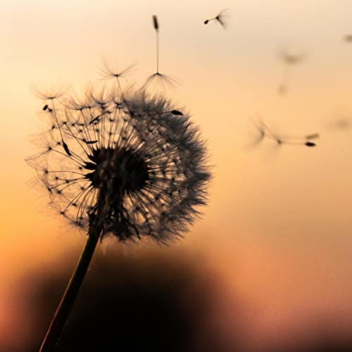  Love Wind