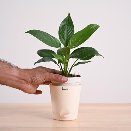 Ugaoo Peace Lily Live Plant with Self Watering Pot (Spathiphyllum Sensation)