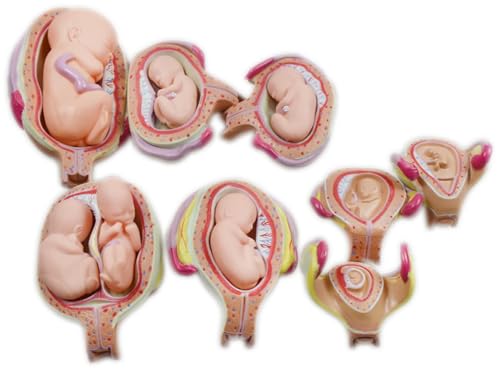 BEILOCKERY PVC 8 PCS Human Anatomical Embryonic Development, Fetal Development Process Display, for Educational Demonstration Training, Women Anatomy Model