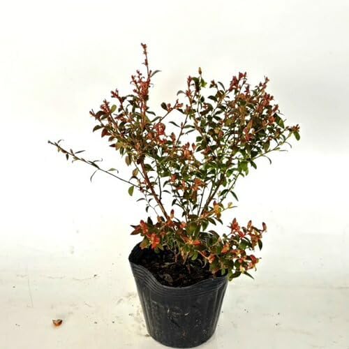 獅子万年青　曙獅子　鉢植え　貴重品種　観葉植物 獅子万年青 曙獅子 鉢植え 貴重品種 観葉植物 万年青 獅子葉