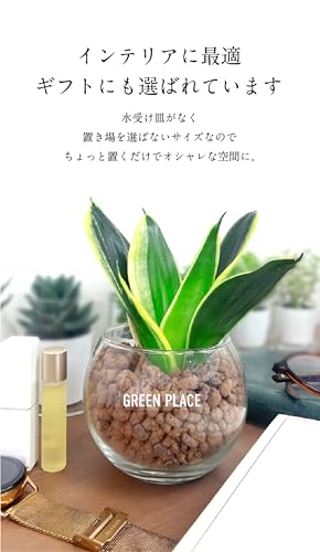 GREEN PLACE サンスベリア ミニ バルーン鉢 TN