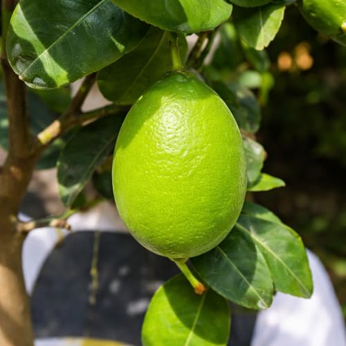 Image of REMASLARIC-Baromasi Fresh Kagzi Lemon(Limbo) Fruit Tree Grafted plant || For home garden Lemon tree outdoor indoor plant.