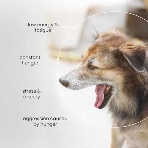 Image of Nootie Chicken Biscuits for Stray Dogs - 40g | High-Protein Crunchy Treat (Pack of 150)