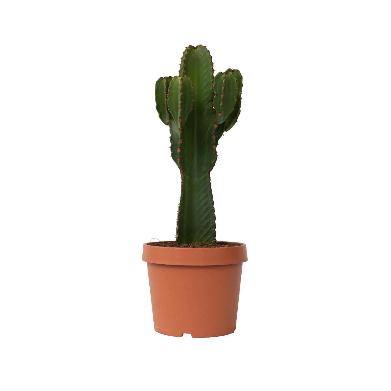 Plant in a Box cactus Euphorbia Ingens - hoogte 85-95cm - pot 24cm - vtwonen