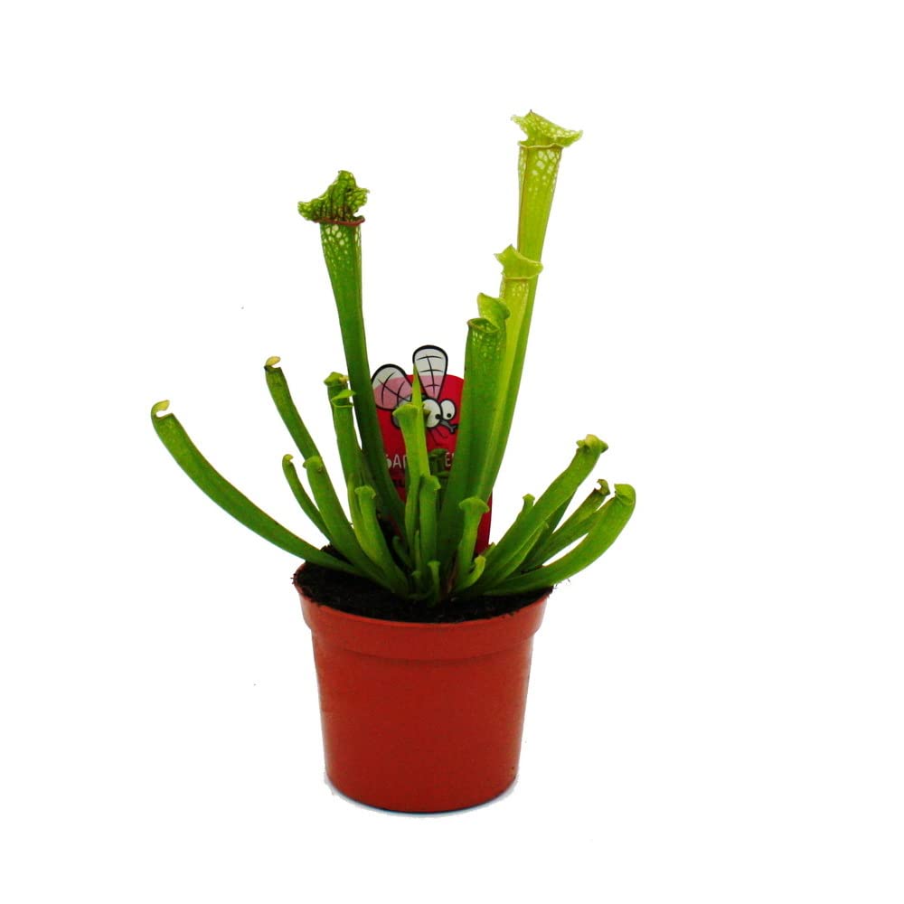 Schlauchpflanzen-Trio 3 verschiedene Sarracenia-Pflanzen im Set Fleischfressende Pflanzen 9cm Topf