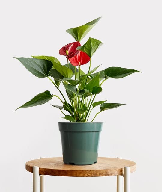 Parasbag Gardening® ANTHURIUM RED Exotic Live Plant Home Decor