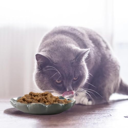 Katzennapf Keramik: 6 Stück Futternapf Katze Fressnapf Katze Keramik Flache Katzenteller, Katzenschüssel Porzellan Futterschale, Katzenfutter Napf Klein, Katzen Napfset für Futter und Wasser