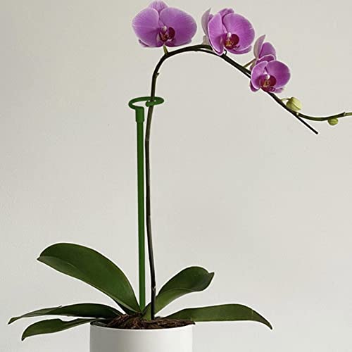 La Mejor review de Abono para orquídeas los mejores 10. 28 Imagen adicional