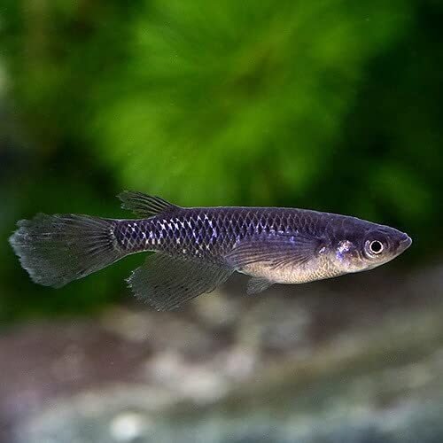 Amazon | （めだか）松井ヒレ長ブラックダイヤメダカ（1匹） | charm