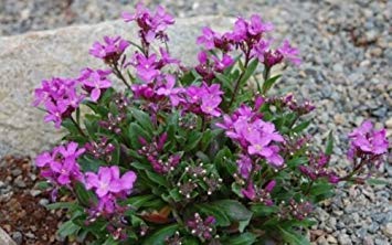 VISA STORE 250 semillas de berro de roca Arabis (Charm)