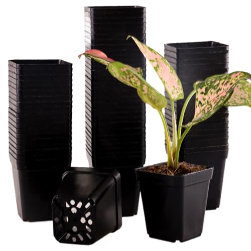 Tulpeed 150 Packs Square Nursery Pots for Plants 2.2 Inch Succulent Plant Pots Set Plastic Seedling Starting Pots with Drainage Holes Nursery Pots Variety Pack Flower pots Planter Seed Starter Black
