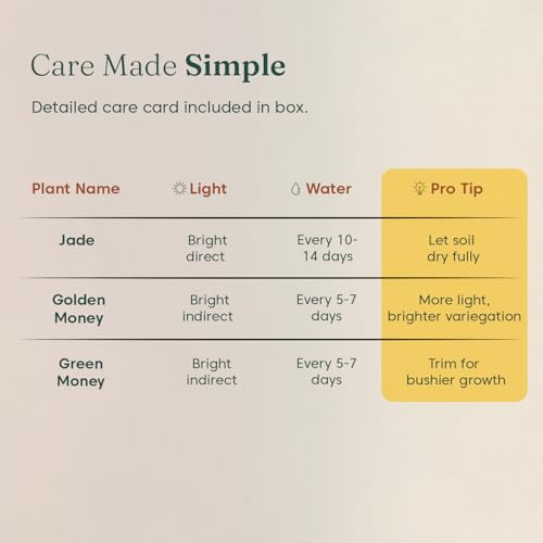 Image of Kyari Lucky Combo of 3 Indoor Plants - Golden Money, Green Money & Jade with Poetic Black Self Watering Pot - Live Plants for Home Decor & Living Room - Vastu Friendly Plant Set