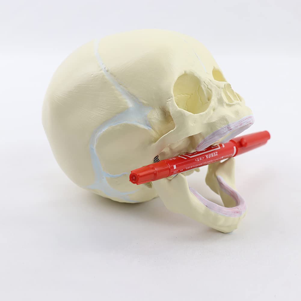 Buy XINTU Human Skull Model with Markings 11 Fetal Head Skull Model