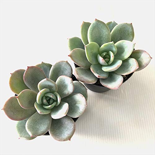 Amazon｜多肉植物 skエケベリア 白嵐 多肉植物 エケベリア 7.5cmポット