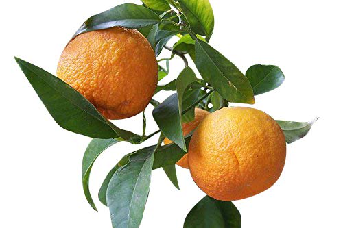 ★ ★ Winterharter Orangenbaum ★ ★ 5 Samen ''poncirus trifoliata'' -Bitterorange- ★★ -25°C ★★