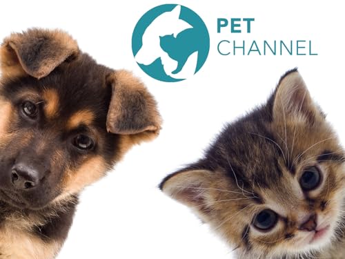Petchannel Brasil