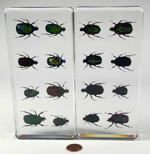 Image of Real 8pcs Green Rose Chafer Beetles in 6.3 inch Crystal Clear Lucite Resin Paperweight Specimen Preserved Bug Taxidermy Crafts Collection for Biology Science Education & Desk Ornament Display