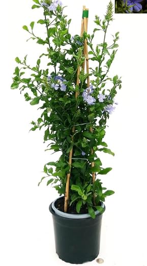Plumbago auriculata Piombaggine PIANTA VERA ALTA Terre di Romagna MADE IN ITALY COLORE AZZURRO