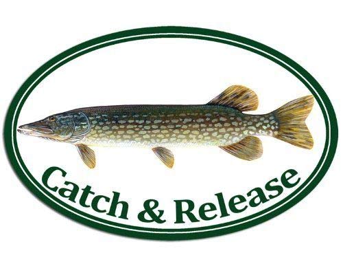 MAGNET 3x5 inch Oval PIKE Catch & Release Sticker - decal fish fishing fisher northern Magnetic vinyl bumper sticker sticks to any metal fridge, car, signs