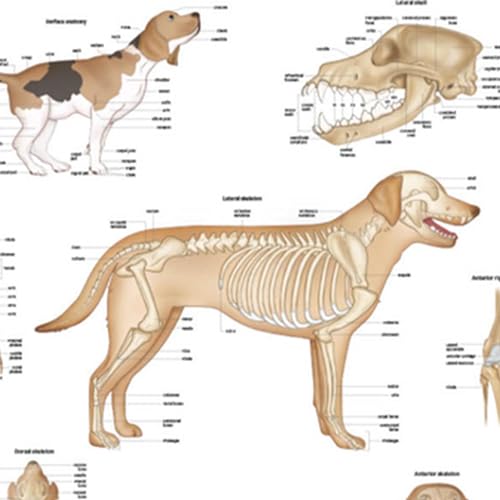 Image of Anatomy Lab Canine Skeletal Anatomy Poster, LAMINATED, Veterinary Anatomy and Physiology, 17.3 x 22.5 Inches, Dog Skeletal System Diagram, Animal Anatomical Chart for Education Learning and Students