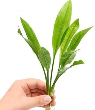 Amazon 水草 ｓサイズ アマゾンソード 草丈１５ ２０ｃｍ前後 ４株 Charm チャーム 生体水草 通販