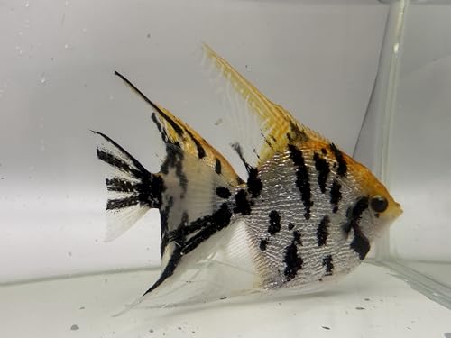 Freshwater Angelfish (Pterophyllum scalare) – Live Aquarium Fish – Multiple Color Varieties – Pack of 4 (Koi Angelfish)