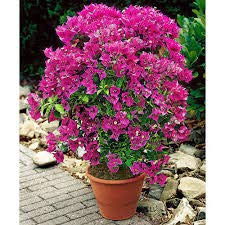 Royal Nature Hybrid Bougainville 1Healthy Live Plant. (Pink) (B09VC7JDPF) Amazon Price History, Amazon Price Tracker