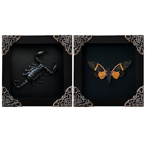 2 Real Scorpion Cicada Shadow Box Gothic Décor Oddities and Curiosities Gothic Spooky Gifts Dried Entomology Insect Lover Taxidermy Specimen Display Artwork Wall Decor K12-51DE80DE