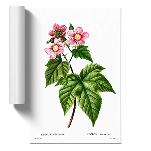Blooming Raspberry Bush by Pierre-Joseph Redoute Design | Unframed Wall Art Print | Ready to Frame Poster | Modern Home Decor Picture | Artwork for Living Room or Office | A3 (29.7x42 cm)