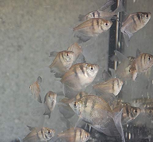 Quinn's Fins- Longfin Black Tetra- Gymnocorymbus ternetzi